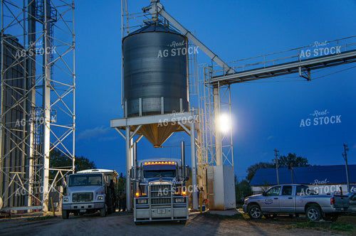 Dumping Grain at Elevator 156024