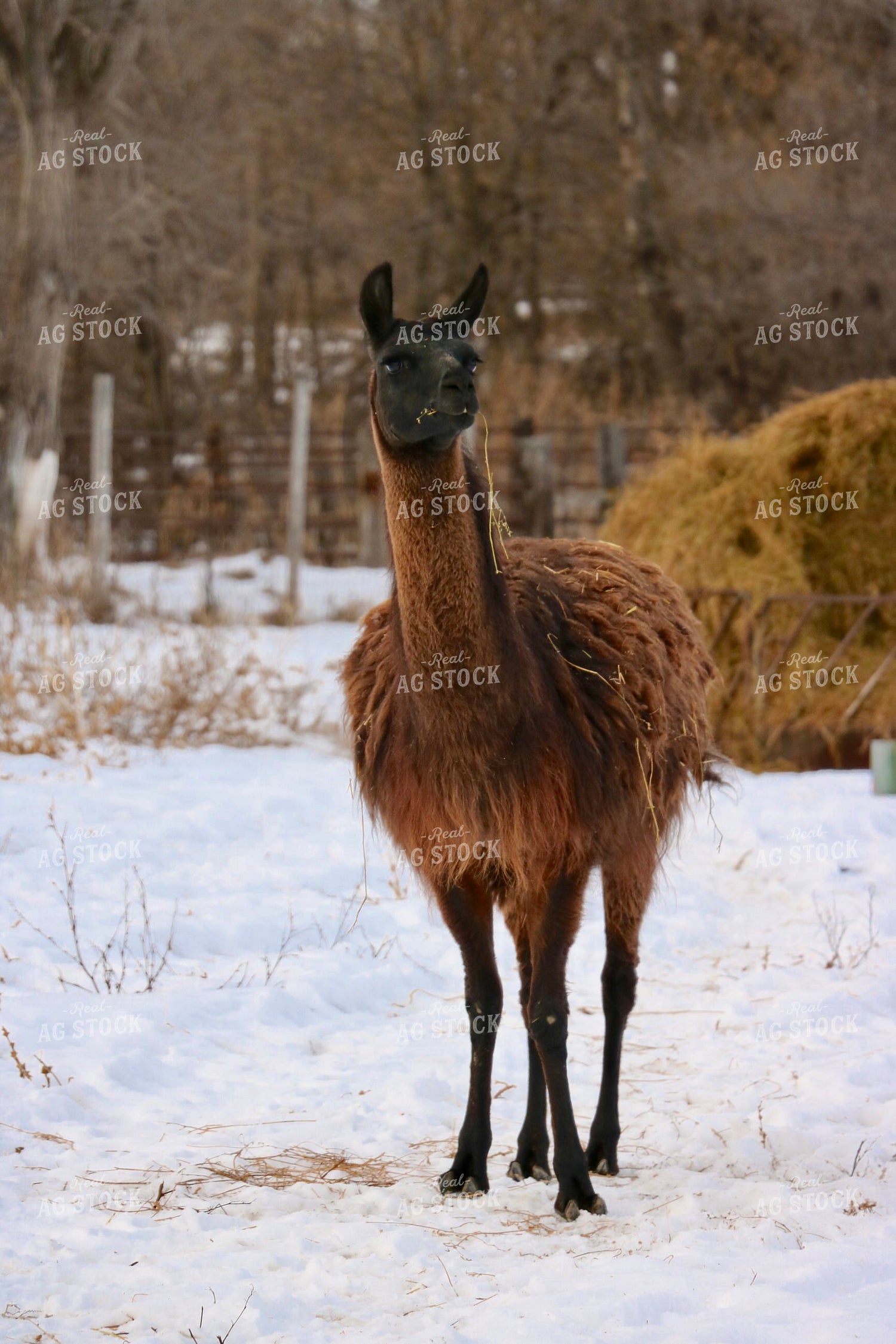 Llama 299310