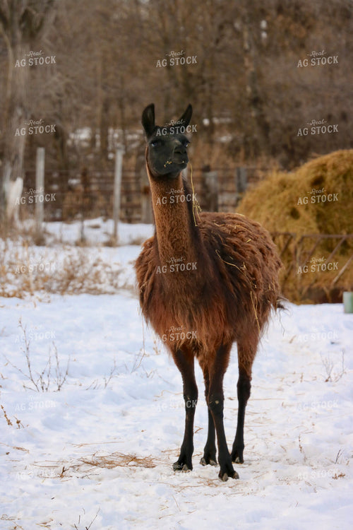 Llama 299310