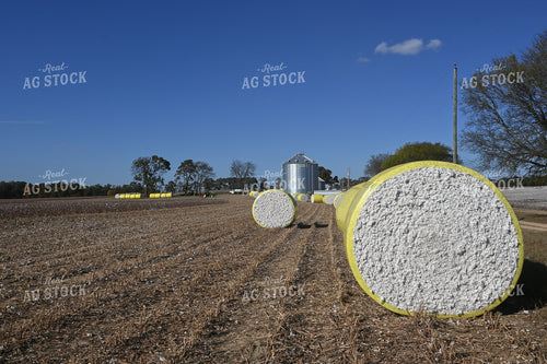 Cotton Harvest 149039