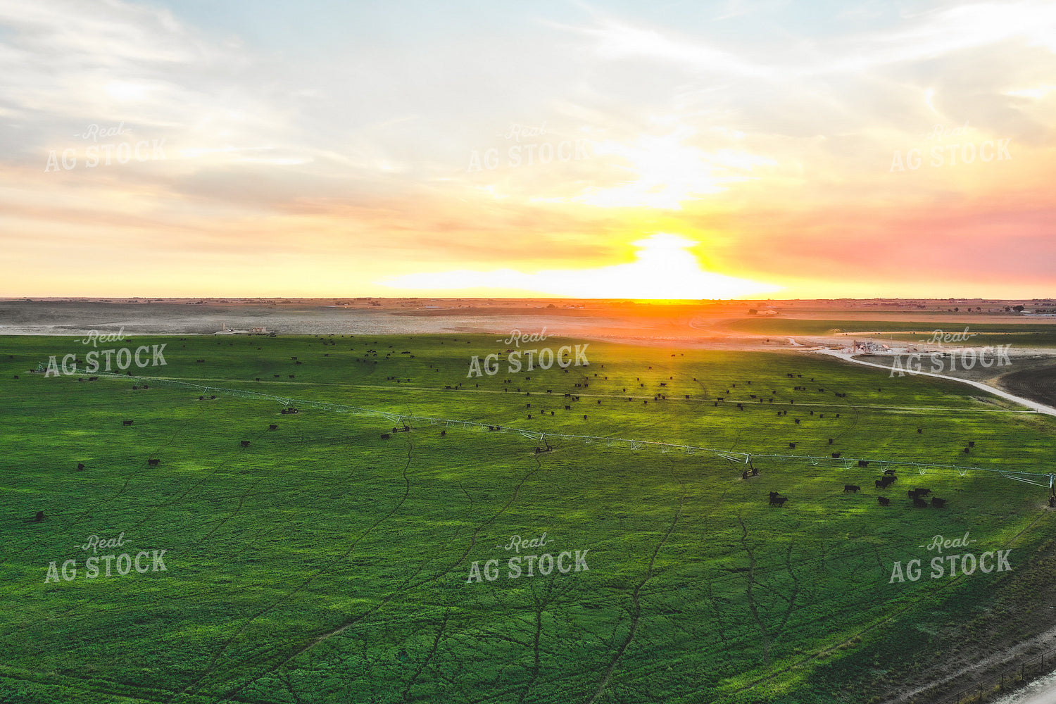 Cattle on Irrigated Pasture 56031
