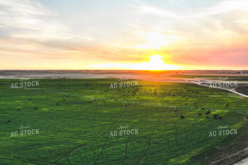 Cattle on Irrigated Pasture 56031