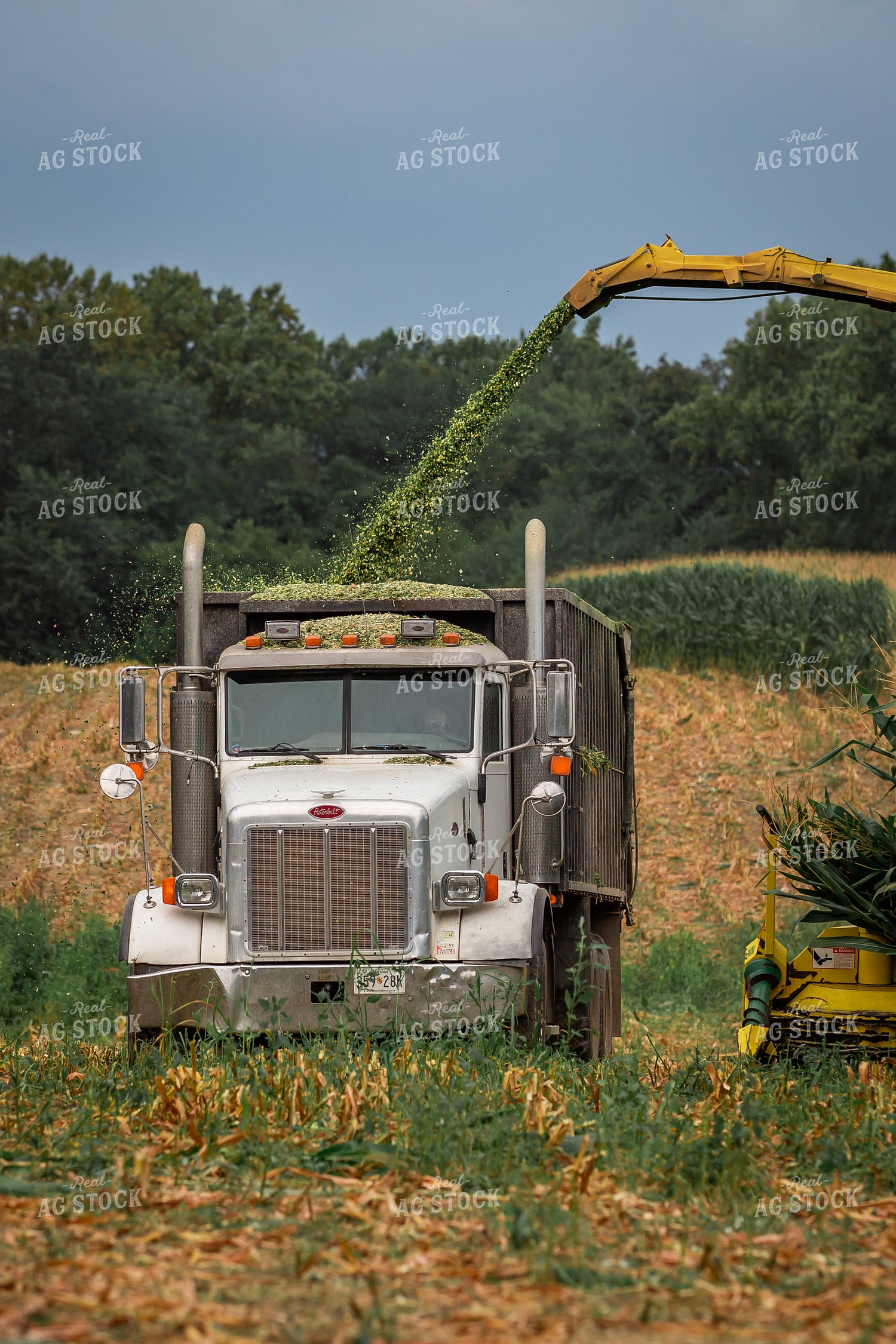 Cutting Corn Silage 270616