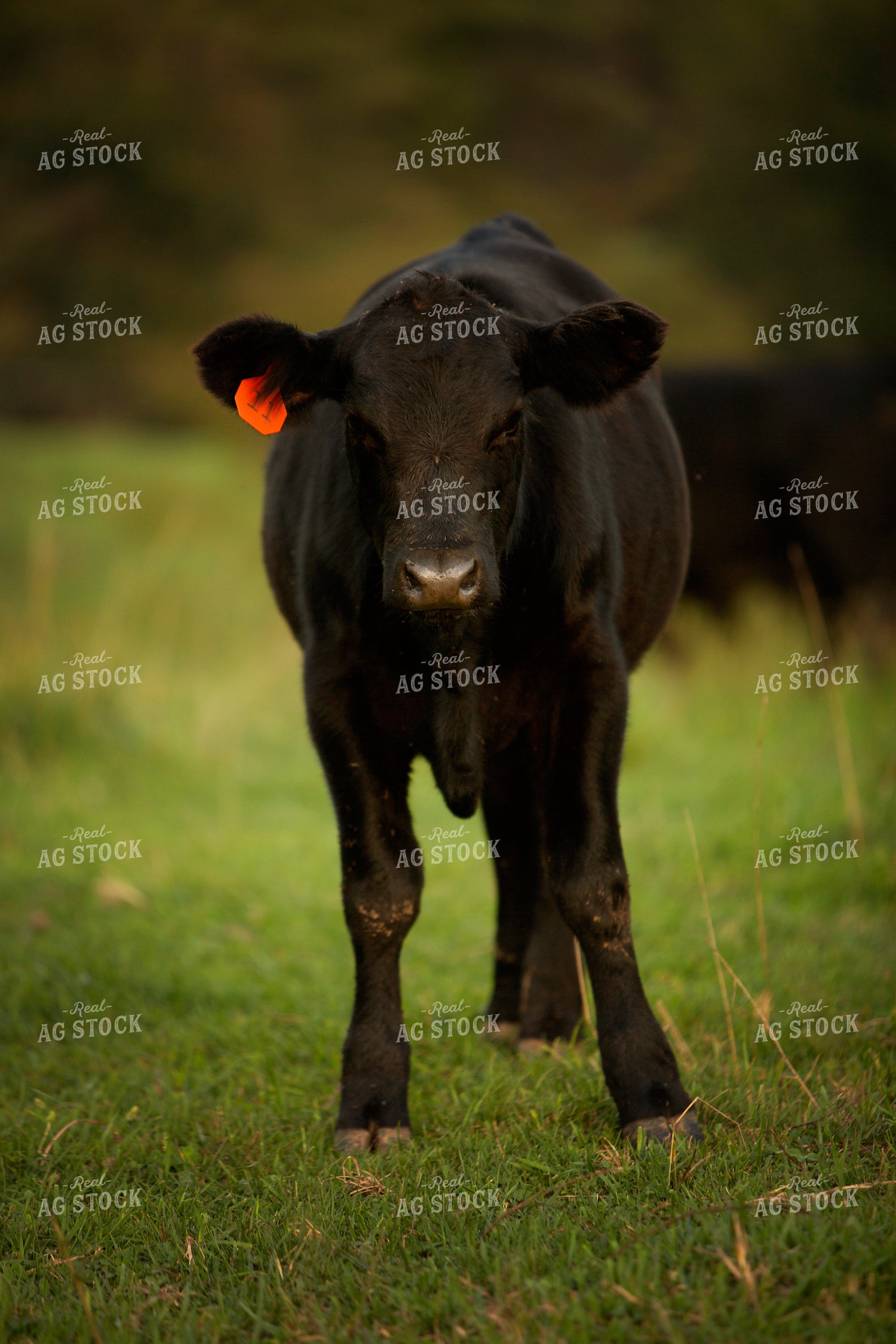 Cattle 2442