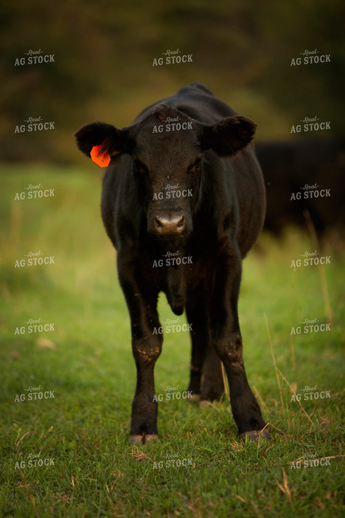 Cattle 2442