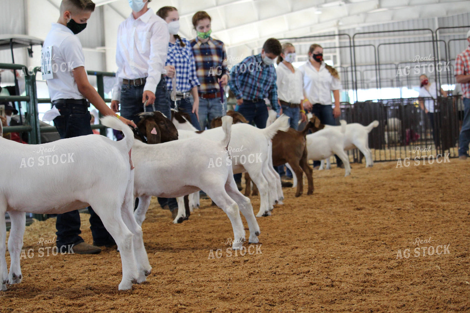 4H Goat Show with Masks 52038