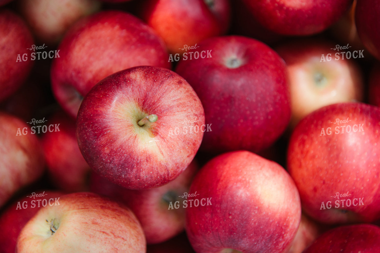 Gala Apples 137082