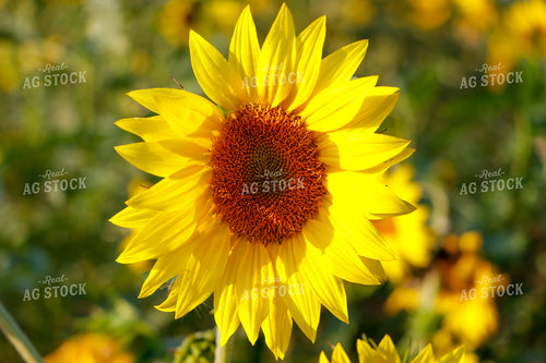 Sunflowers 60044