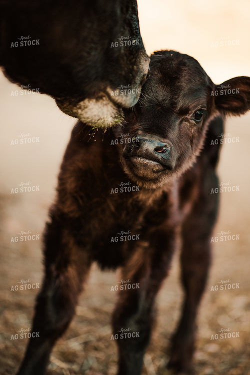 Angus Cow Licking Calf 54010
