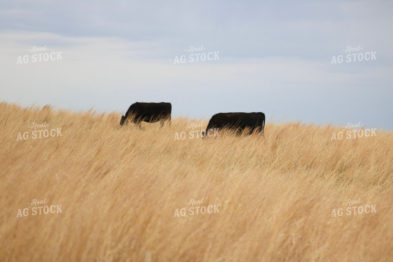 Angus Cattle Grazing 82407