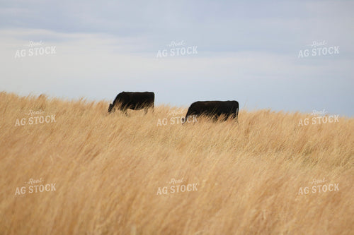 Angus Cattle Grazing 82407
