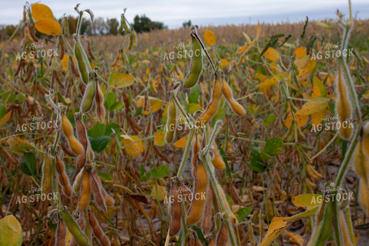 Mature Soybean Pods 410004