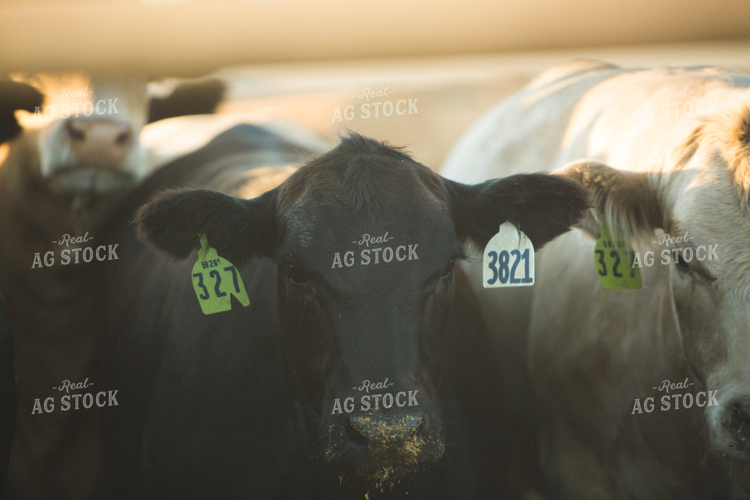 Feedyard Cattle 3816