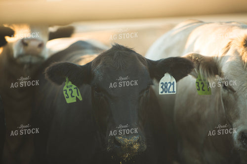 Feedyard Cattle 3816