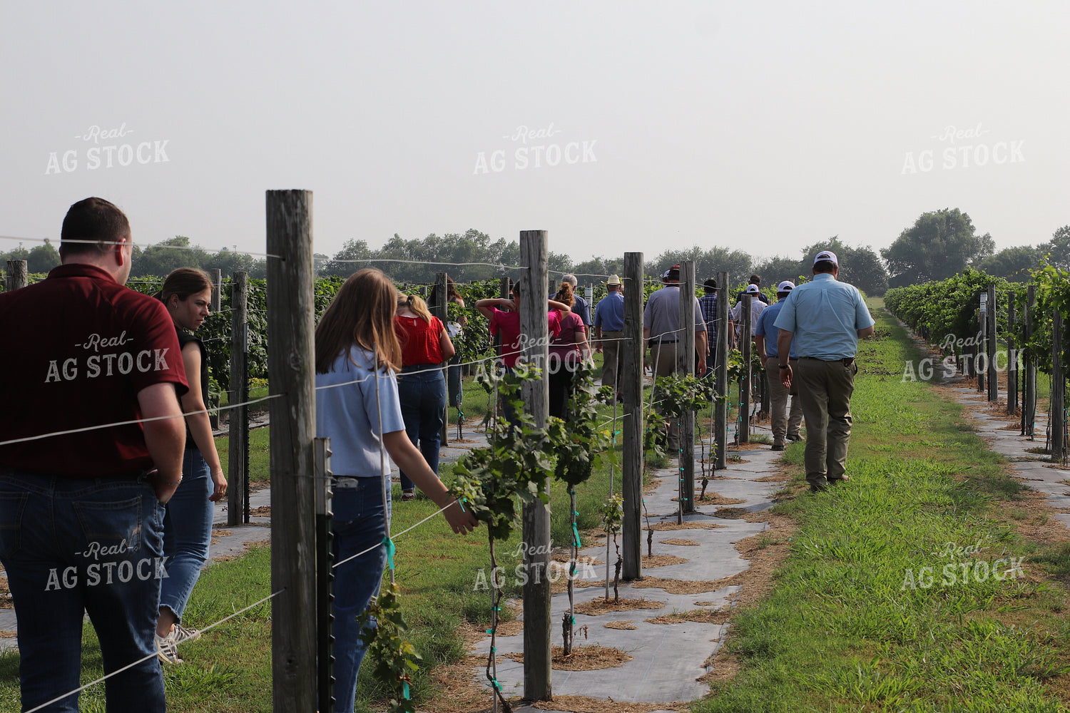 Vineyard Tour 102077