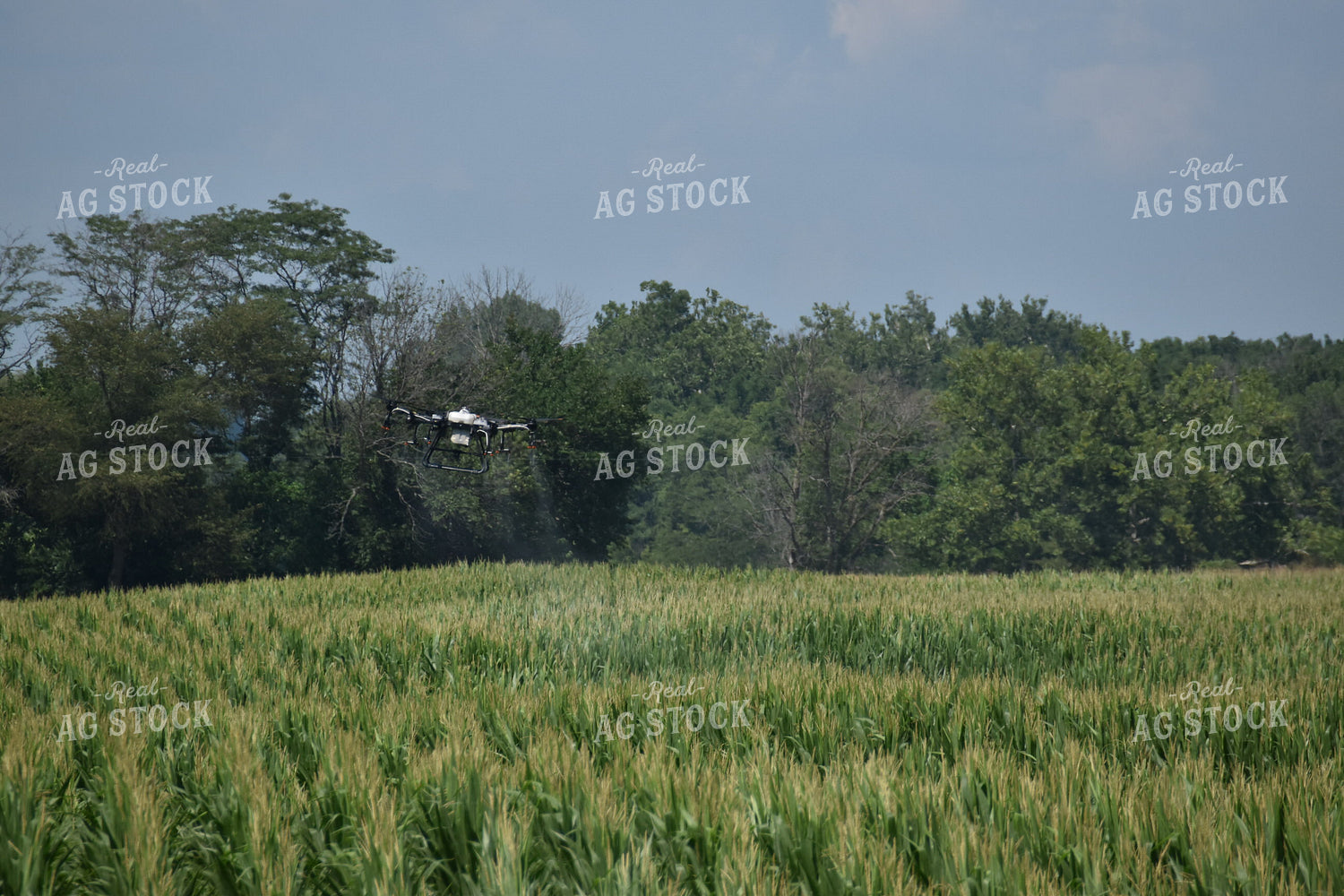 Drone Sprayer Above Corn 84093