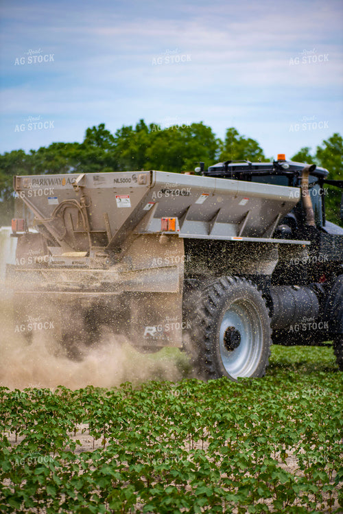 Spreading Dry Fertilizer in Cotton Field 136225