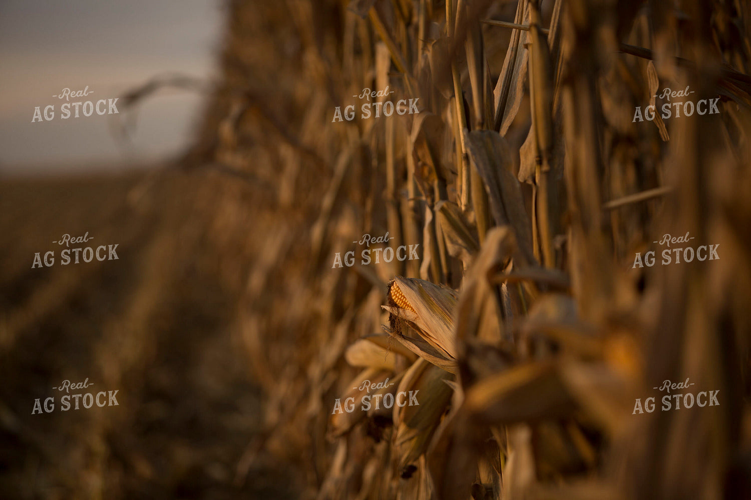 Corn - Dry 1327
