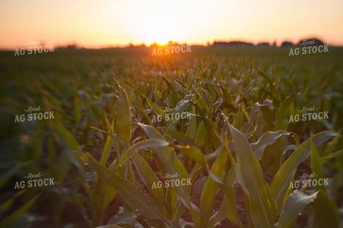 Corn - Mid-Season 1238