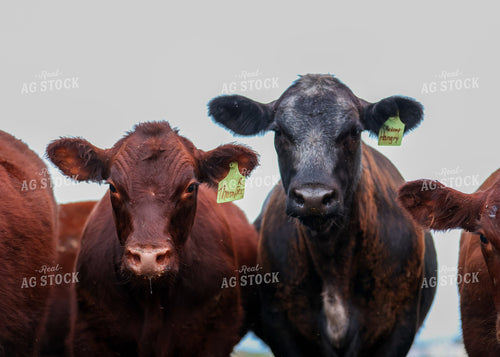 Cattle on Pasture 160208