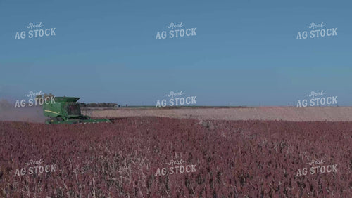 Milo Harvest 239064