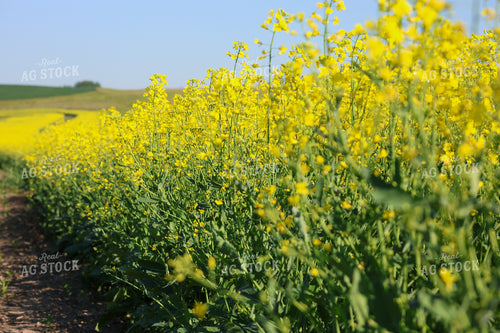 Canola 187049