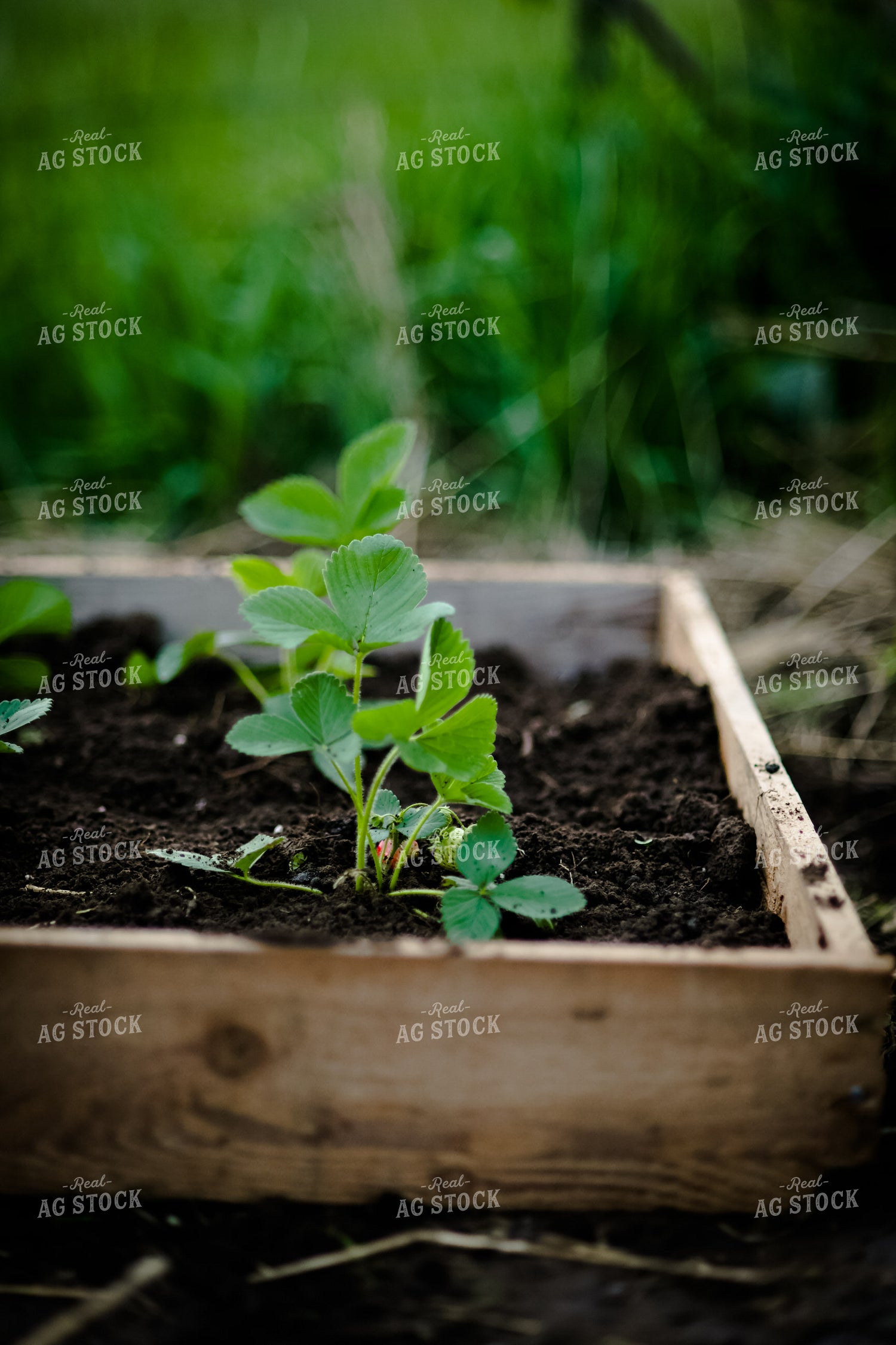 Strawberry Plants 191086