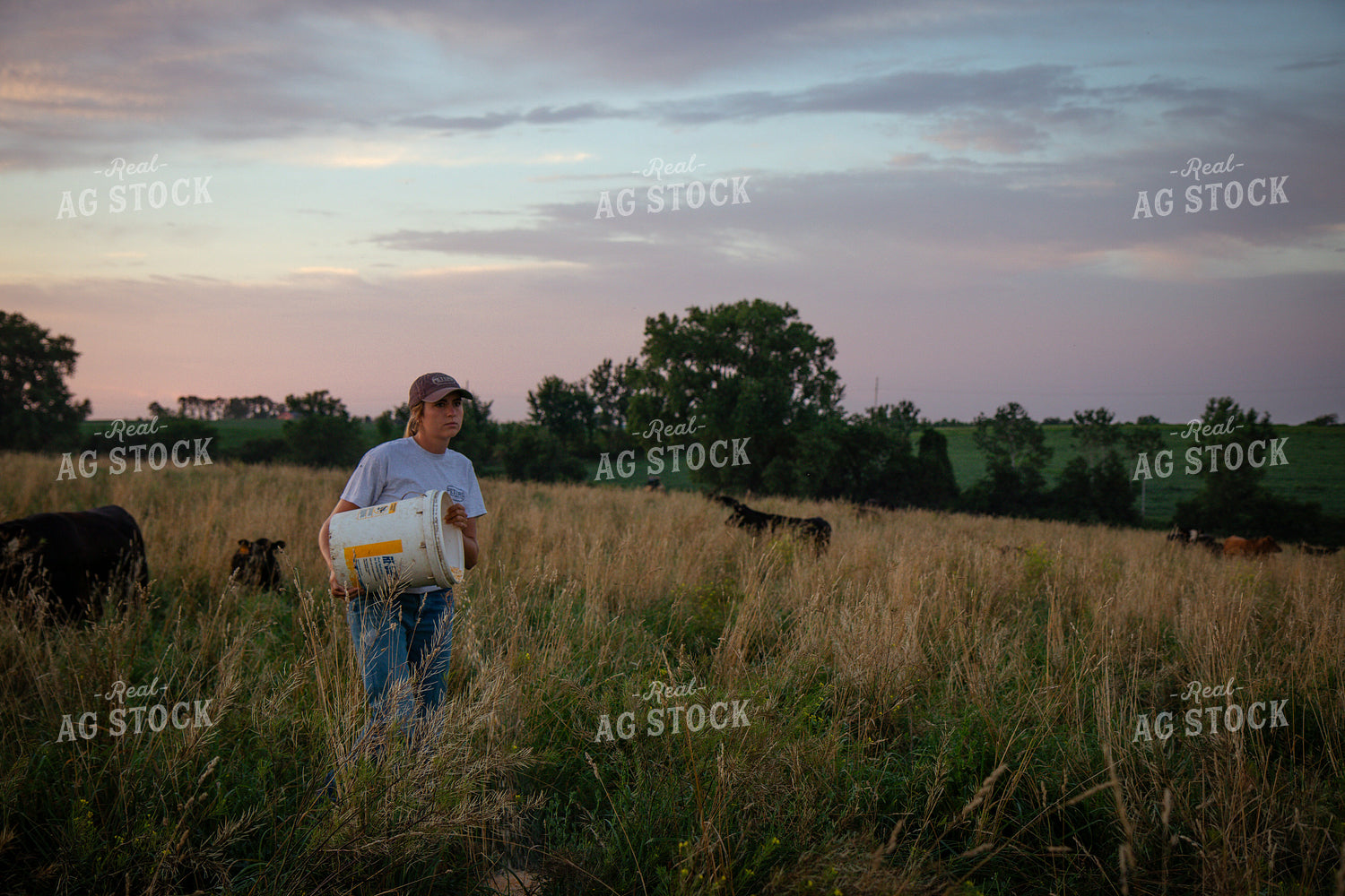 Cattle Producer Feeding Cow Calf Pairs 268353
