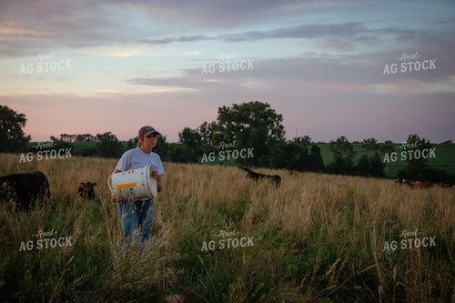 Cattle Producer Feeding Cow Calf Pairs 268353