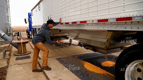 Farmer Unloading Corn from Hopper Bottom Semi to Grain Pit 25612