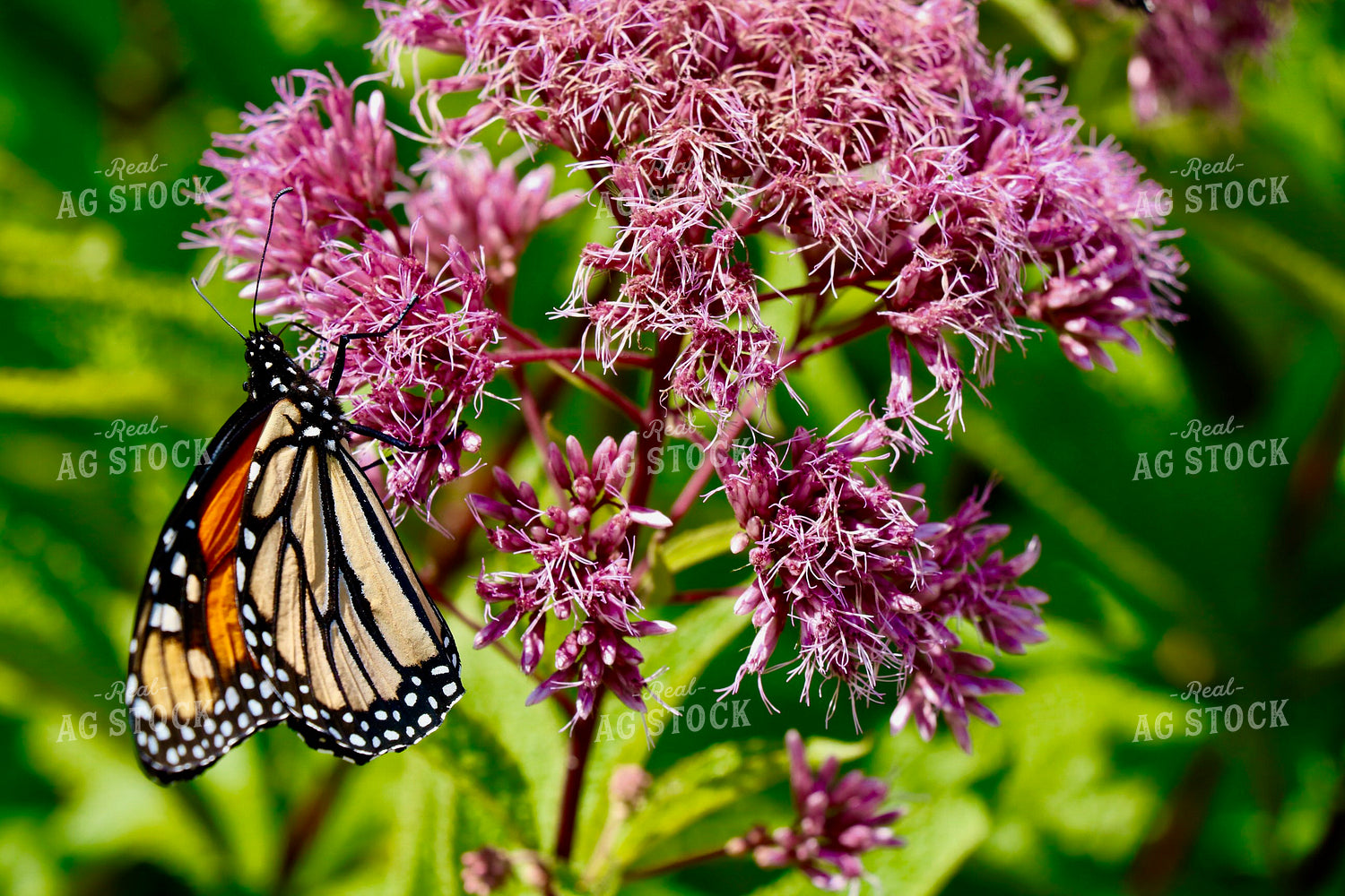 Monarch Butterflies 299211