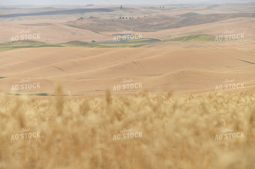 Wheat Field 129048