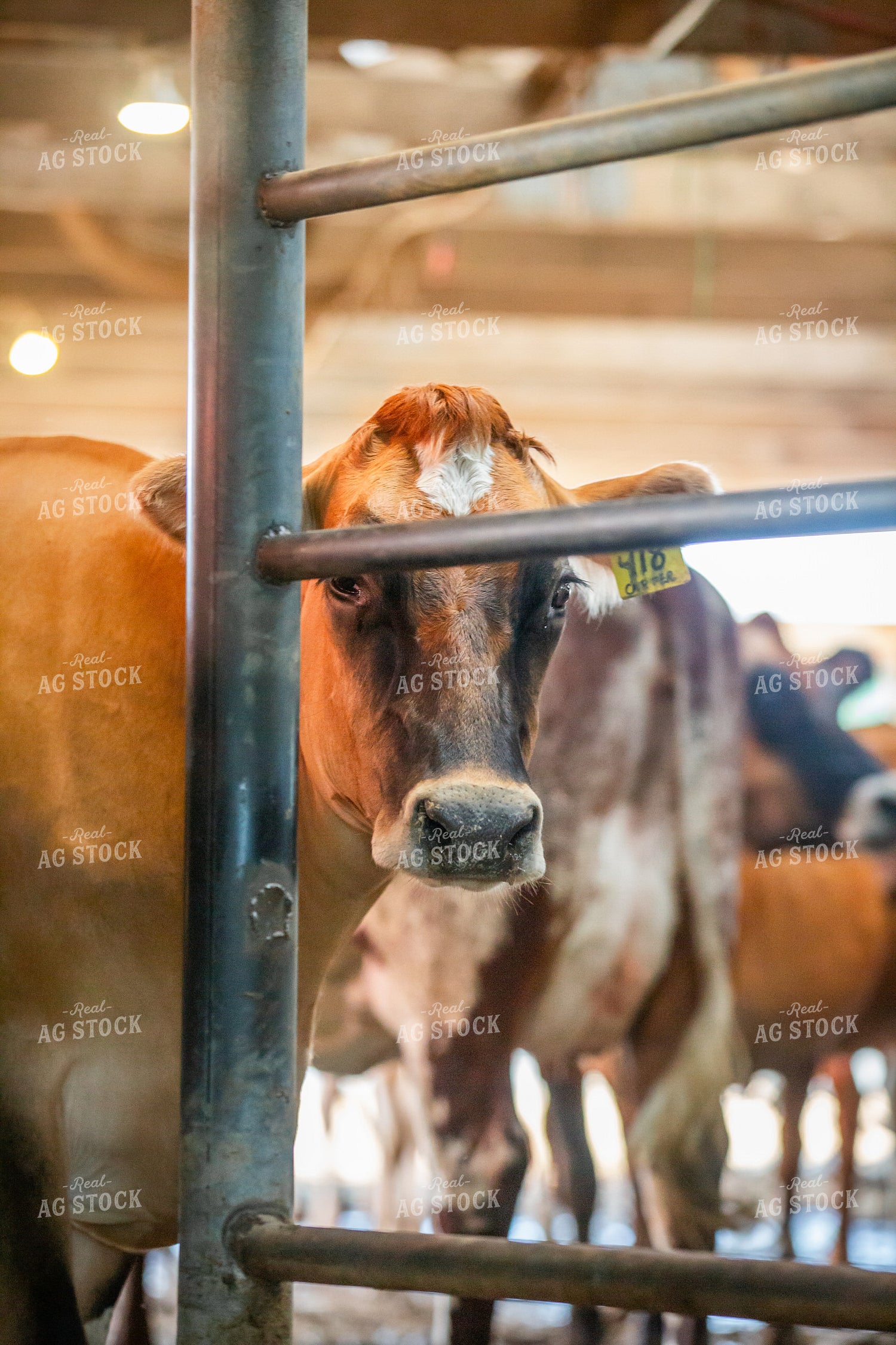 Jersey Dairy Cows 270569