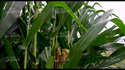 Rain Falling on Growing Crops - 304
