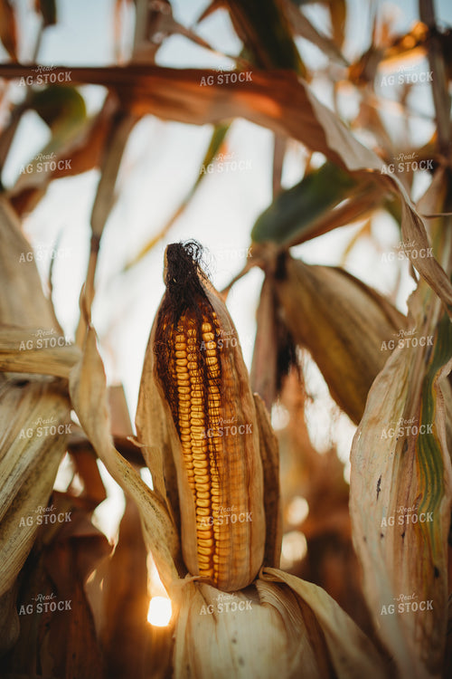 Shucked Dried Dented Ear of Corn 3418