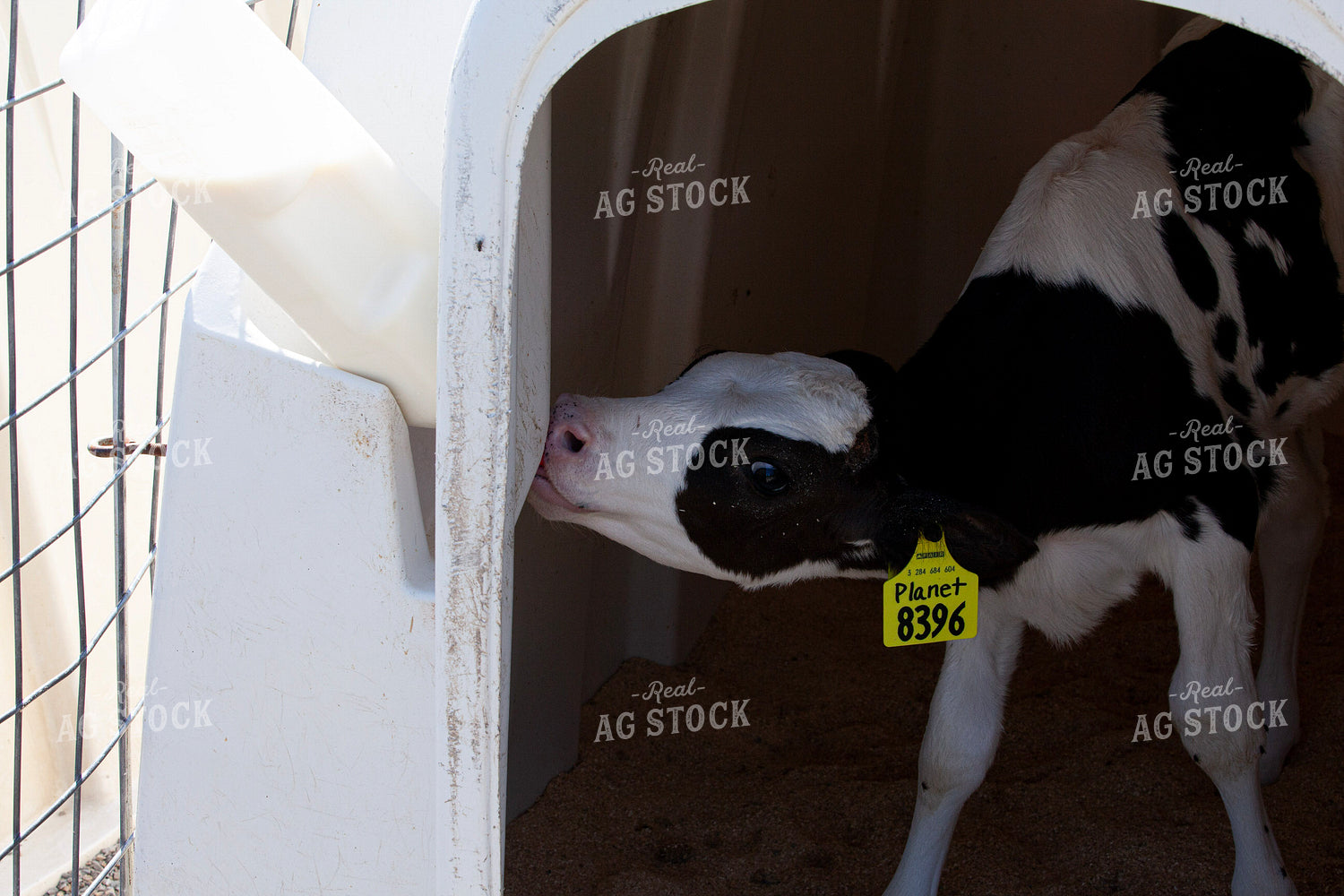 Holstein Calf on Dairy 132146