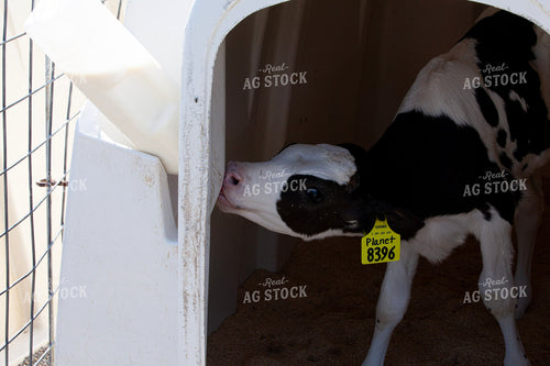 Holstein Calf on Dairy 132146