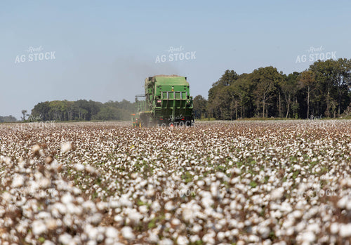 Baling Cotton 79415