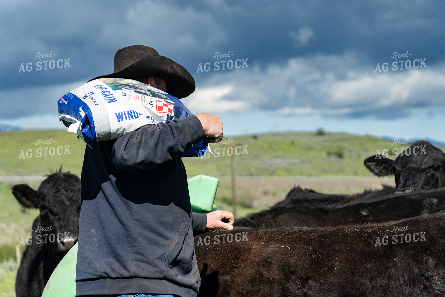 Rancher Taking Mineral to Cattle 65639