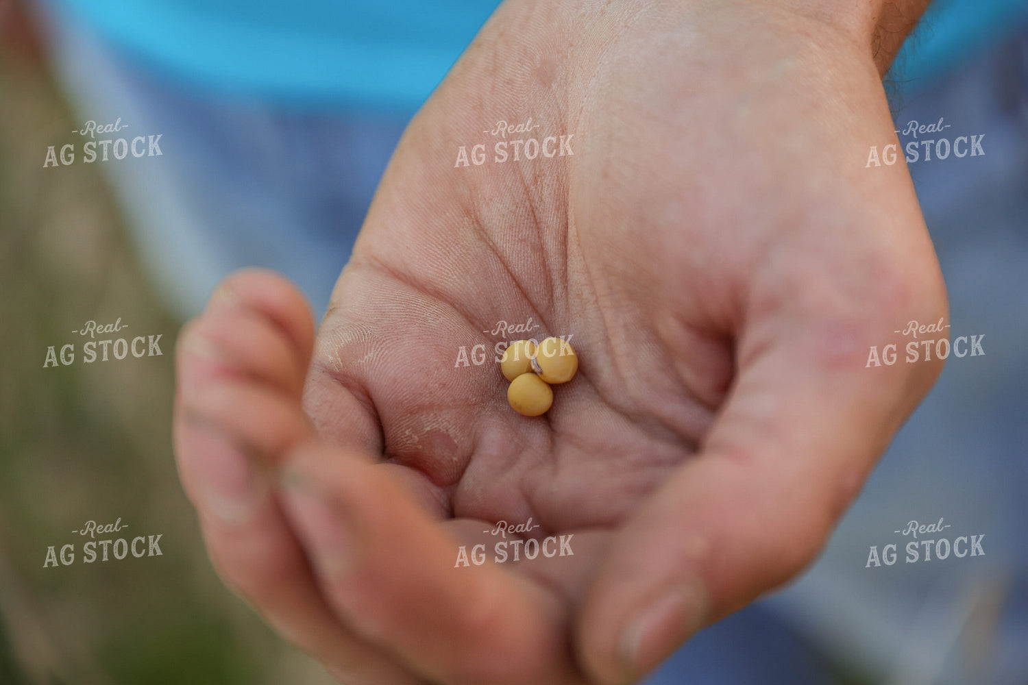 Harvested Soybeans in Hand 52538
