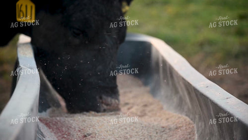 Cattle Eating Corn Feed at Pasture - 371