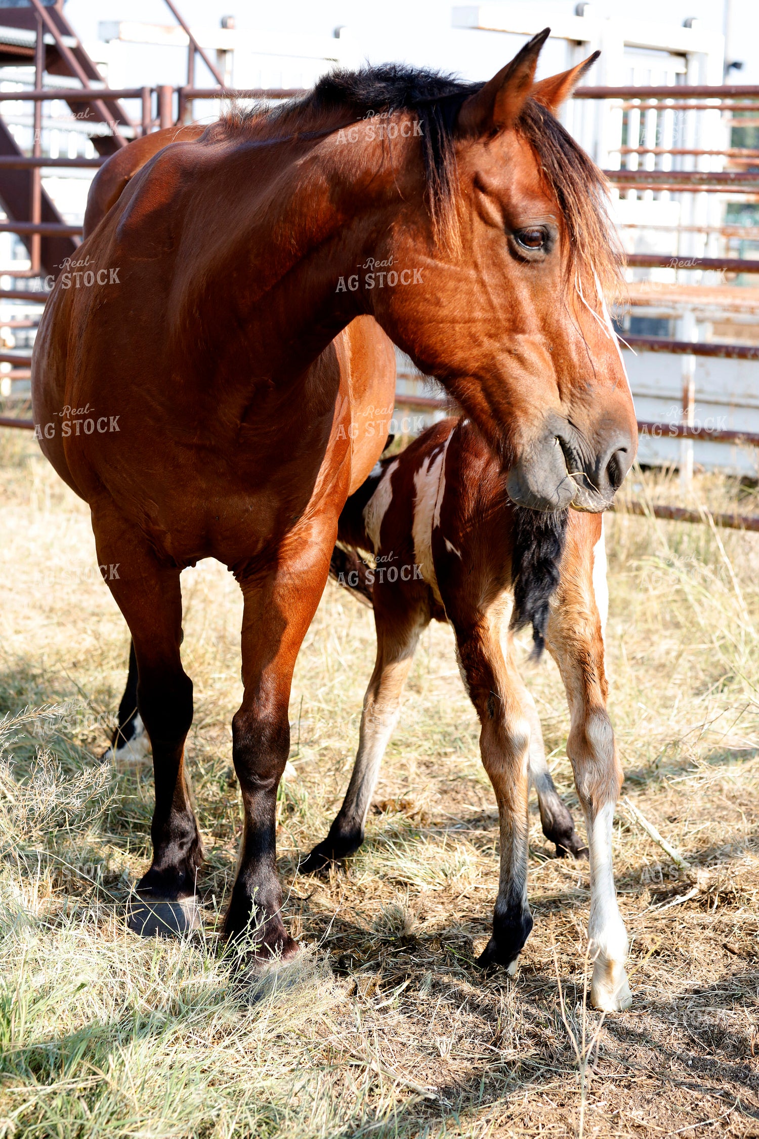 Horse and Foal 141691