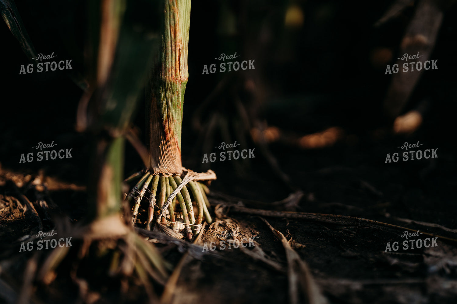 Corn Roots 196319