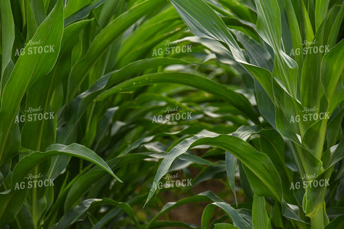 V14 Green Corn Leaves 84002