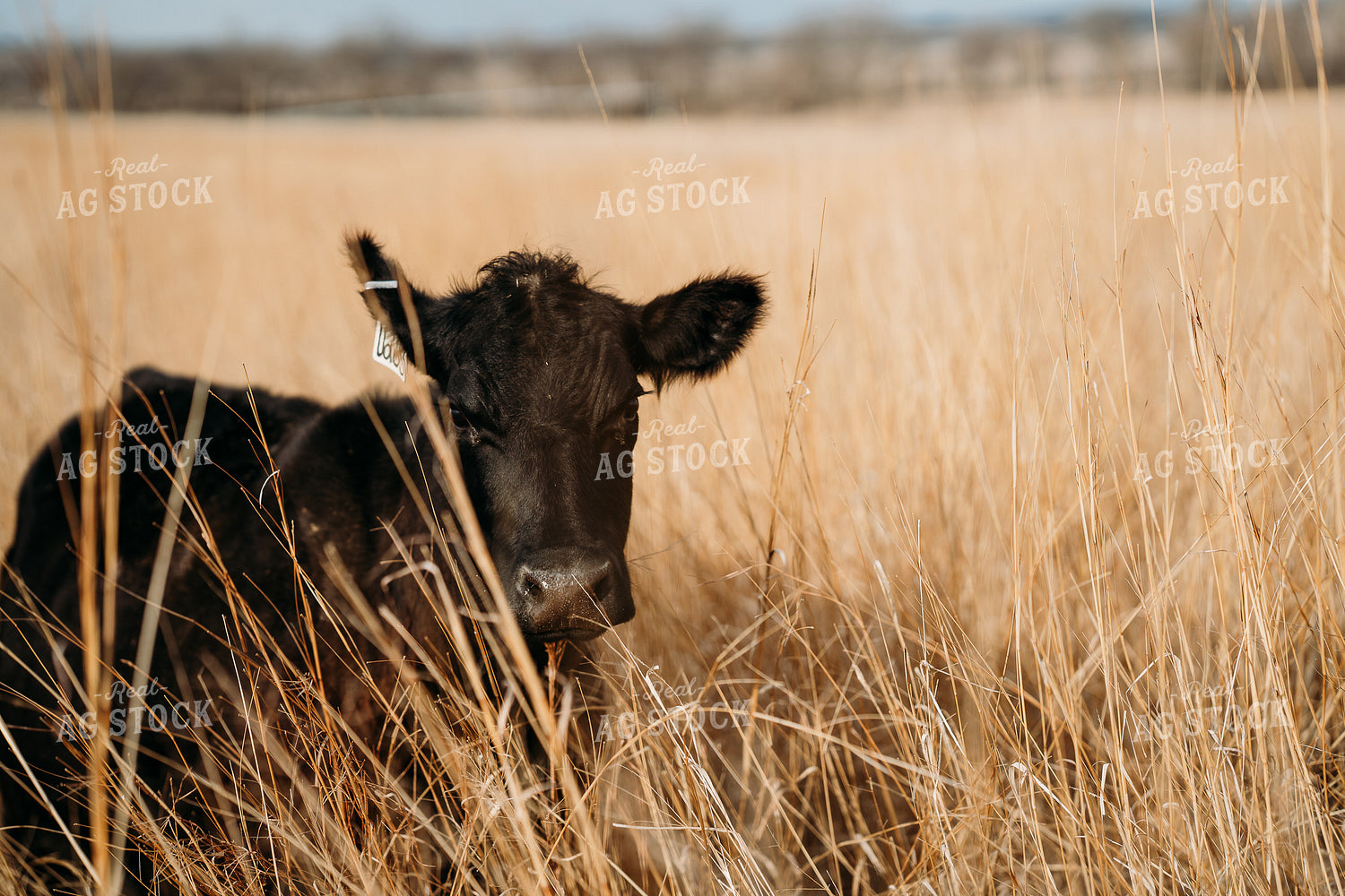 Black Angus Cattle on Pasture 196245
