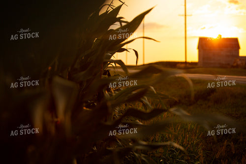Corn - Mid-Season 2292