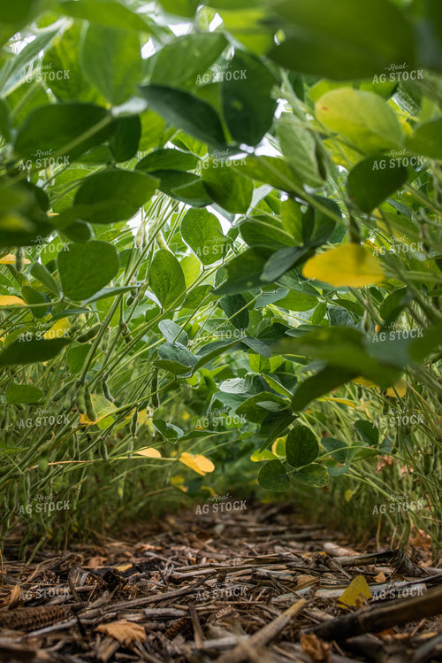 In Between Rows of Soybeans 76273