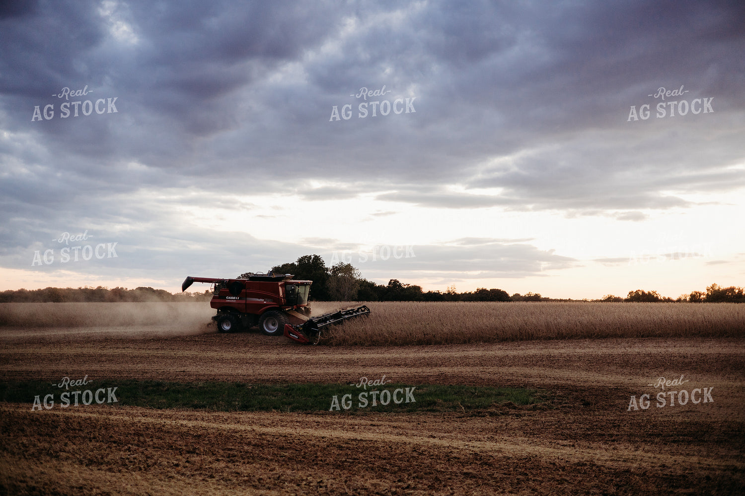 Soybean Harvest 281110