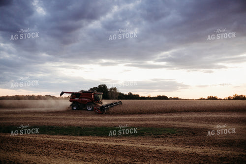 Soybean Harvest 281110