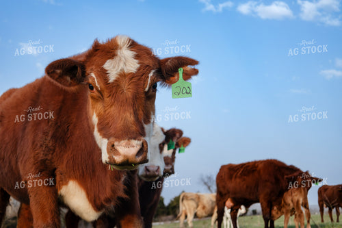 Cattle in Pasture 108040